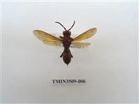 藏品(赭褐長腳蜂)的圖片